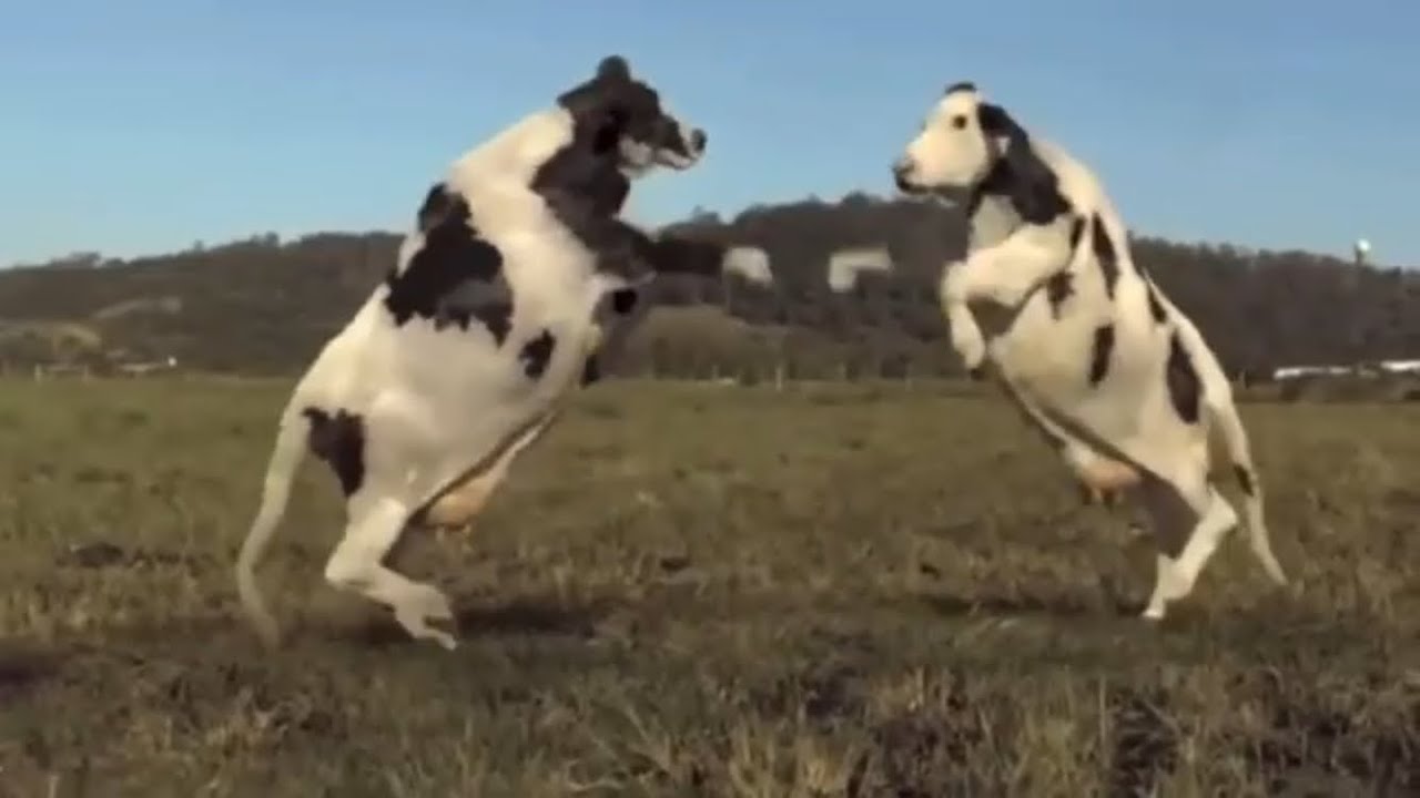 Cows dancing to African tribal music 