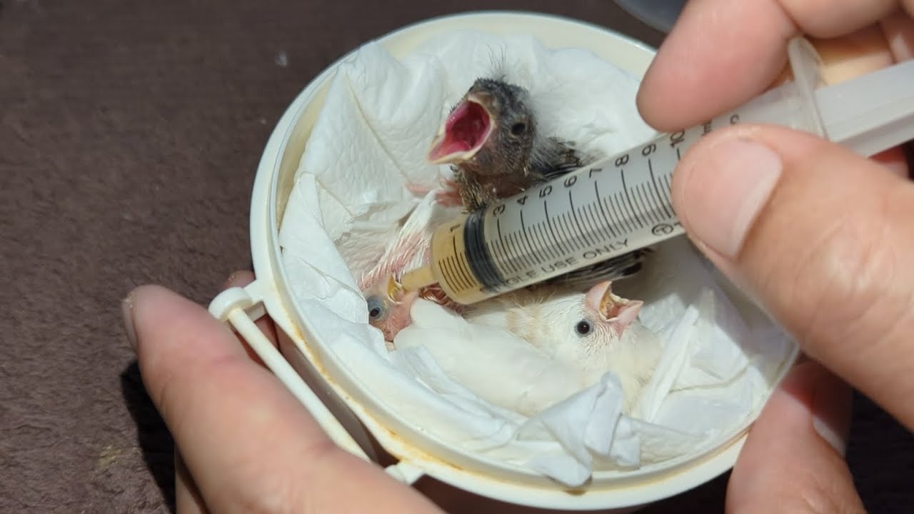 Hand Feeding Baby Birds (Society Finch & Canary &  Zebra Finch) 20230624