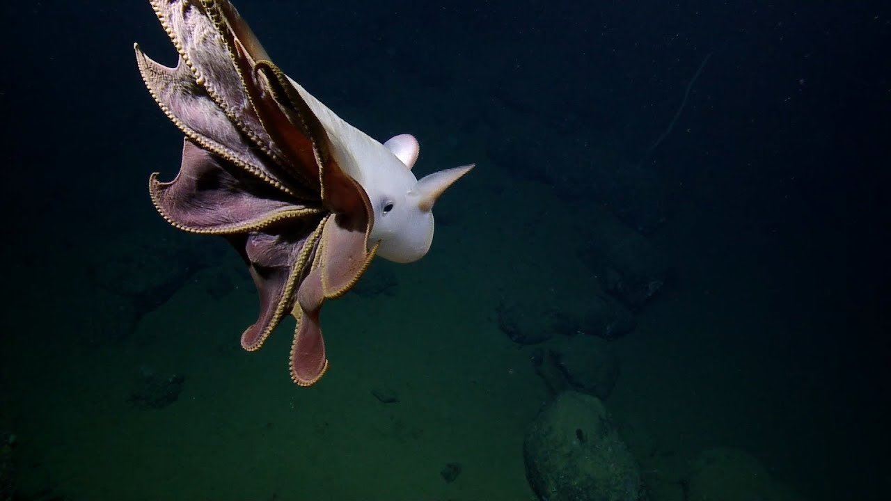 Ghostly Grimpoteuthis Octopus Glides By ROV Hercules | Nautilus Live