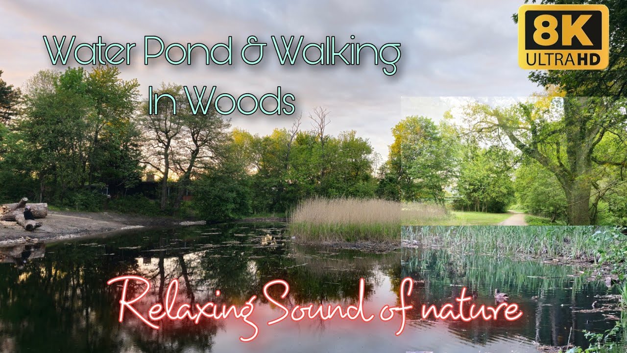 Nature Around Water Pound. Walking in Woods. Copenhagen.Birds Sound. 8K.🇩🇰🇩🇰🦆🏝️ #shakilch #nature