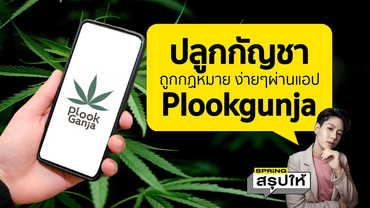 แอป ปลูกกัญ หรือ Plookgunja ขอจดแจ้ง ปลูกกัญชา กัญชง ถูกกฏหมายง่ายๆใน 3 ขั้นตอน l SPRiNGสรุปให้