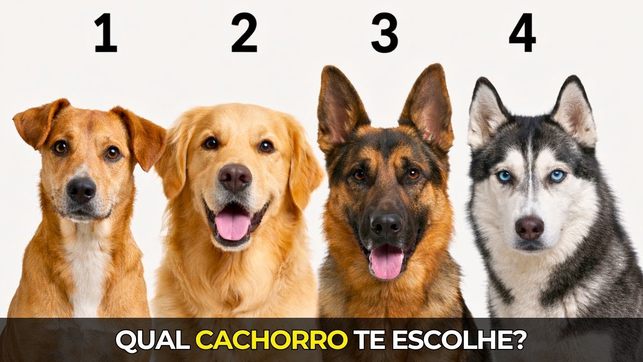 Sem Pensar. Apenas Escolha Um Cachorro | Um Experimento Psicológico Junguiano