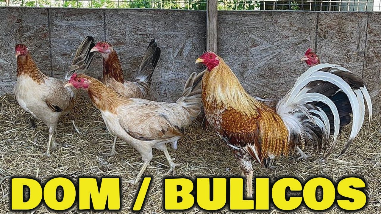 Beautiful Birds Dom Bulicos SPRING GROVE Farm California USA | Farm Visit