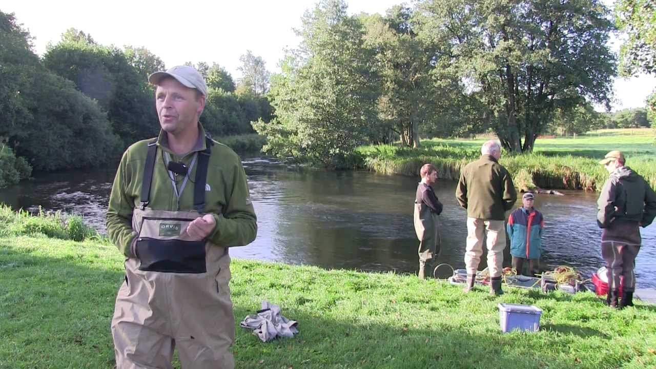 DTU Aqua video film: Da  ørrederne kom tilbage til Gudenåen.mpeg