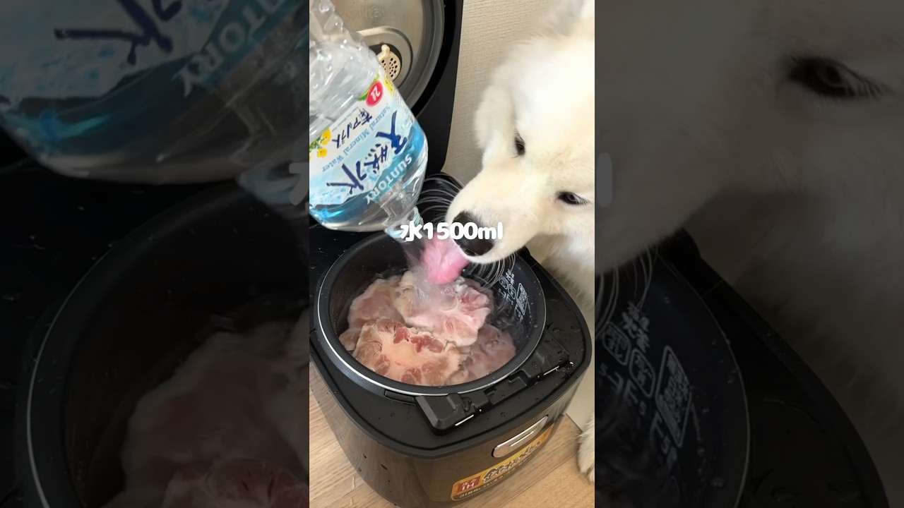 牛テールスープ1kgつくったら爆食してくれました！#大型犬 #サモエド