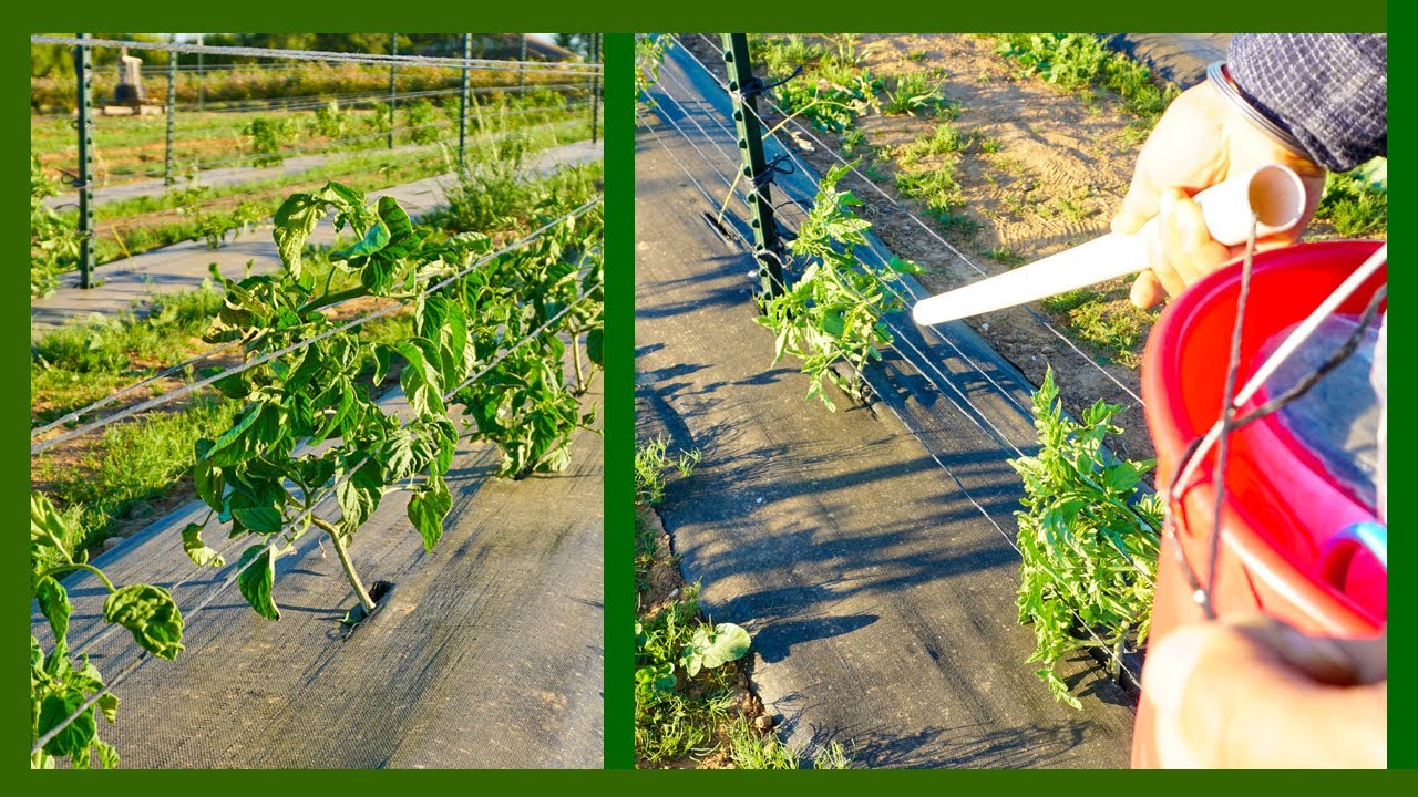 Get String + PVC Pipe and Stake Tomatoes Really Fast
