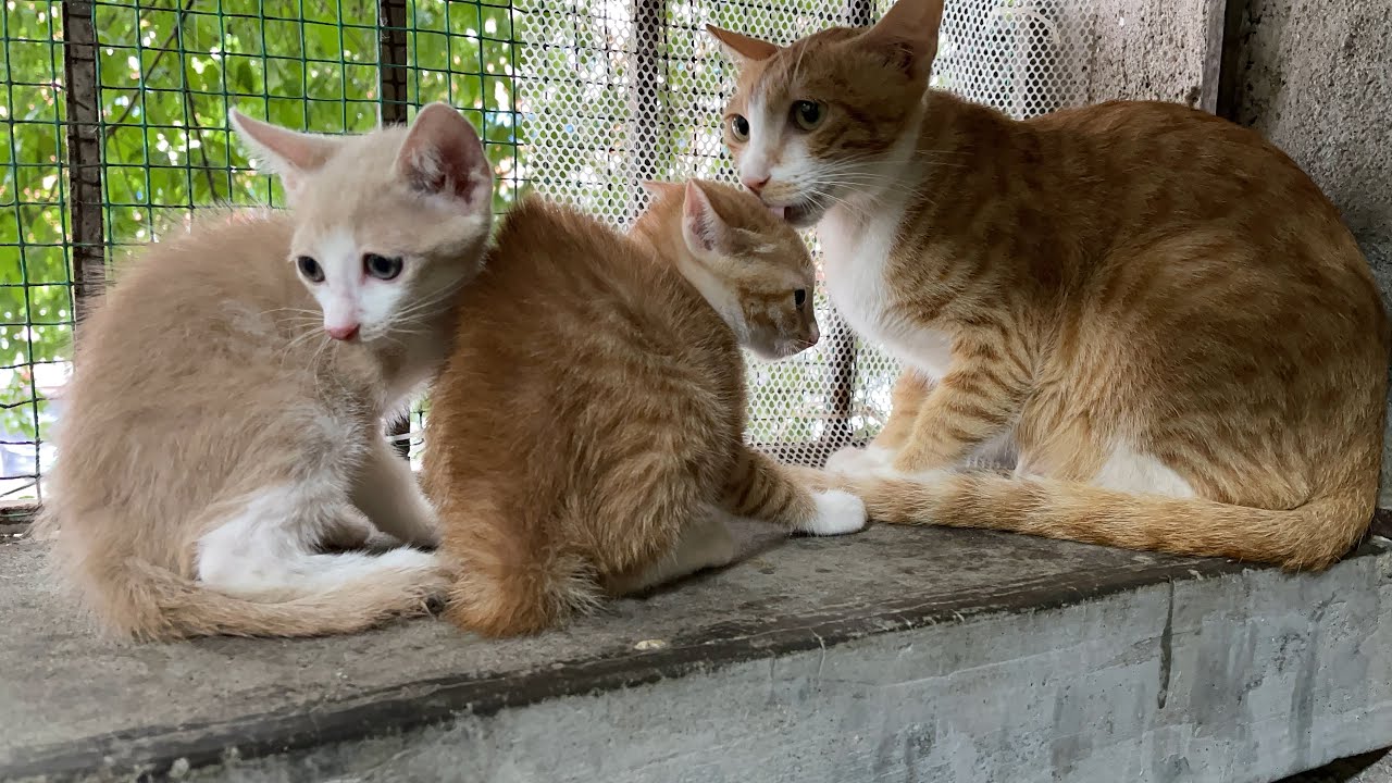 小奶猫被领养后失去联络，当再次看见孩子那一刻，母猫激动落泪