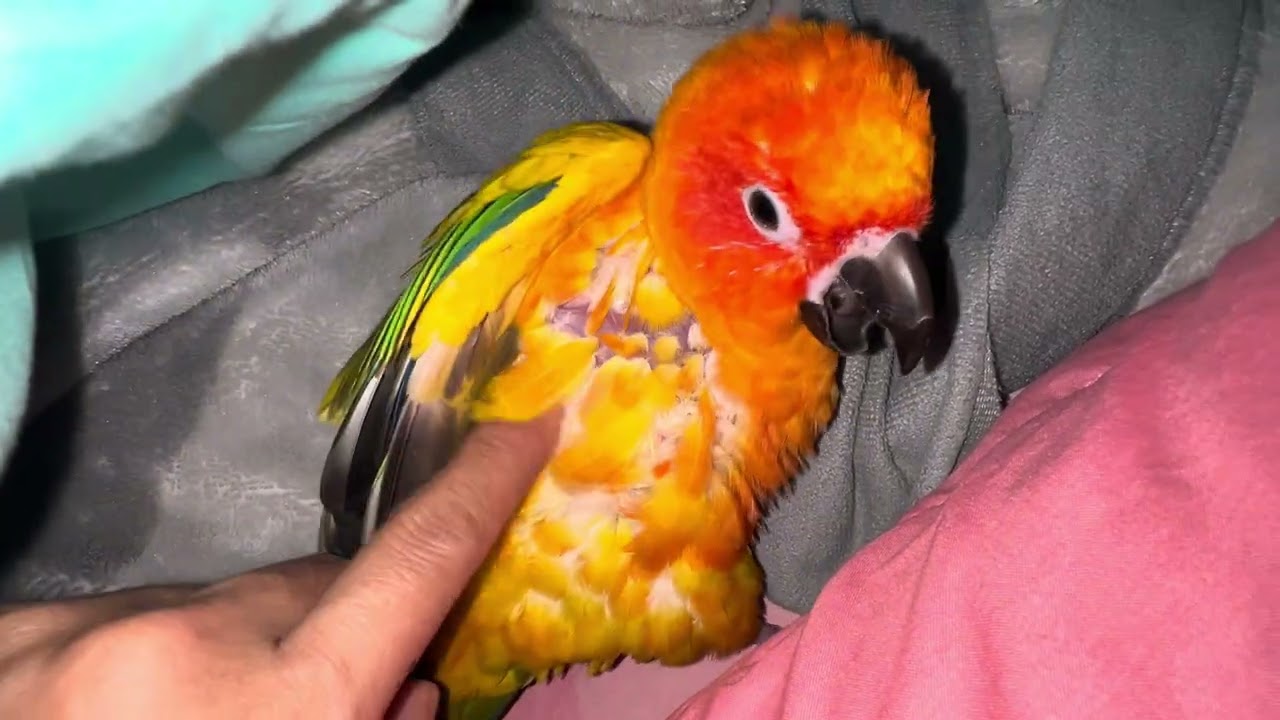 Parrot Julie played with mommy before sleep 😍