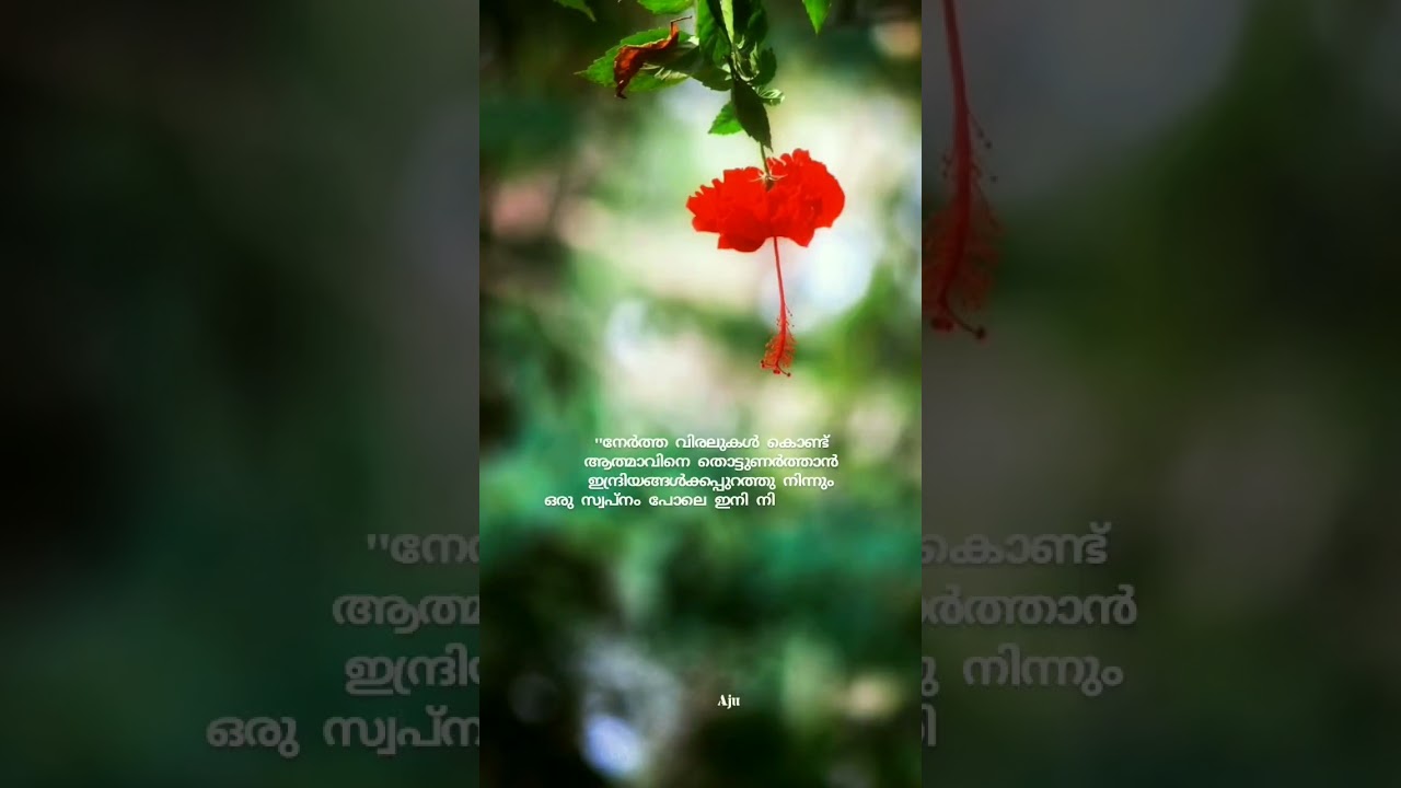 നന്ദിത