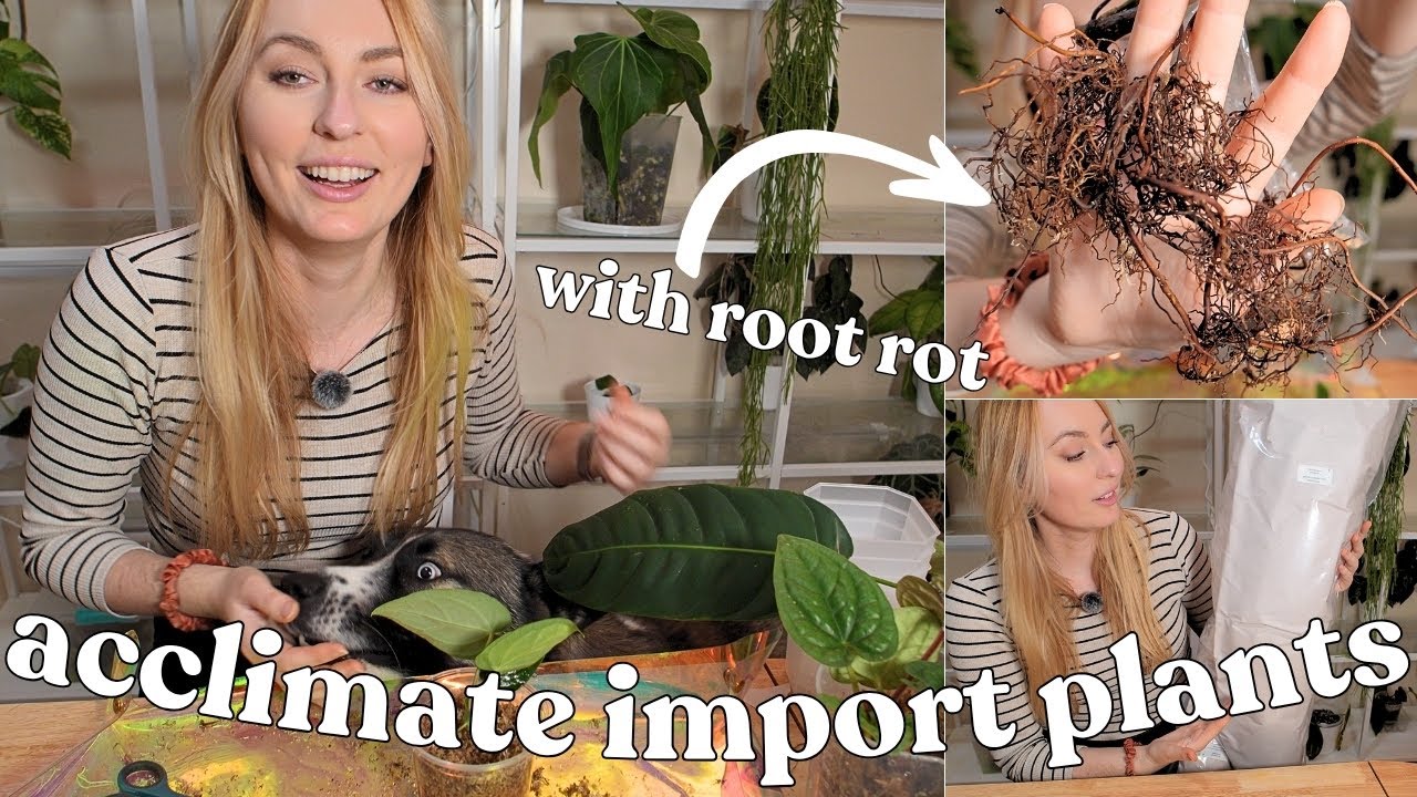 how I acclimate import plants (when it goes bad 😥) 1 & 3 month updates!