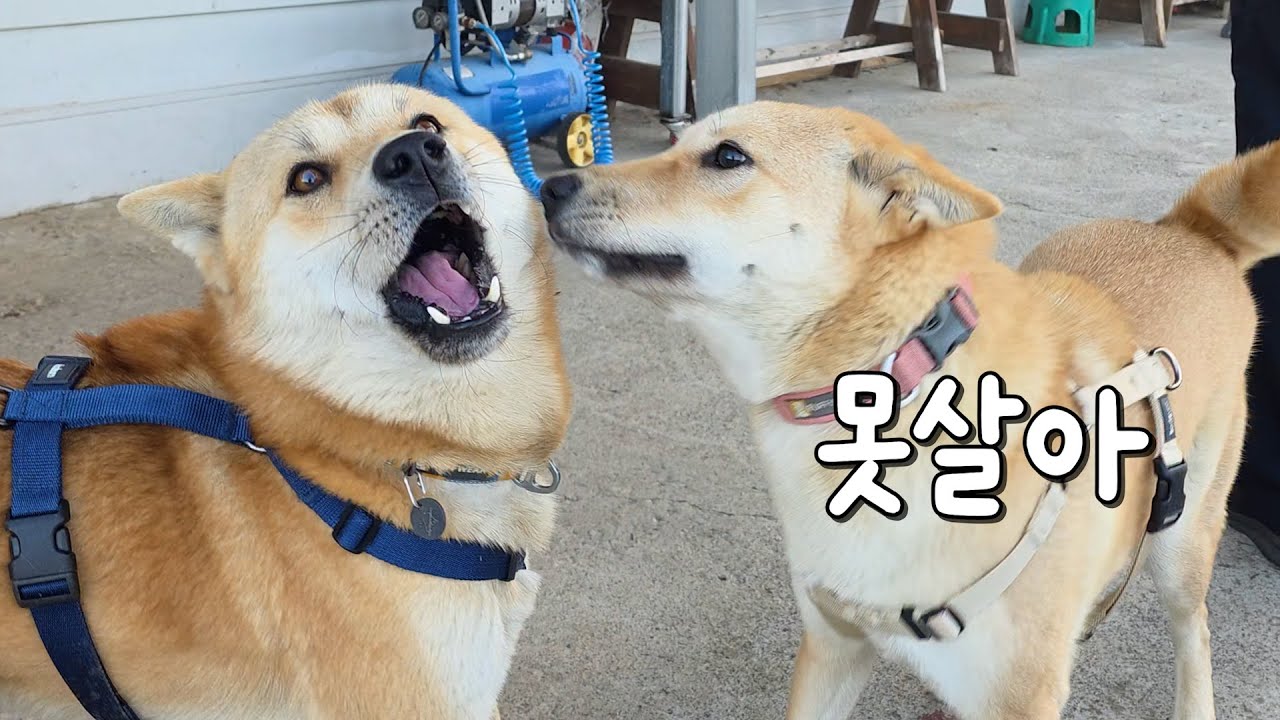 삼용이가 못 이깁니다