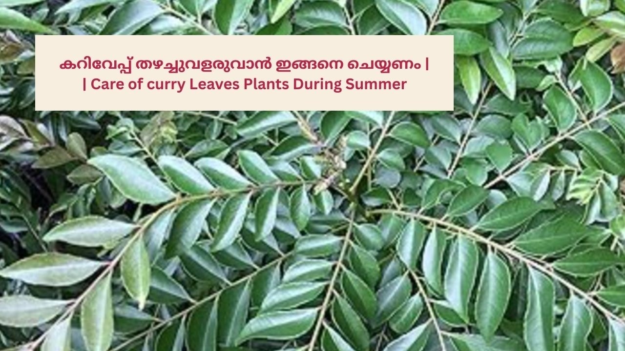 Curry Leaves Plants  caring tips During Summer  തഴച്ചുവളരുവാൻ ഇങ്ങനെ ചെയ്യണം