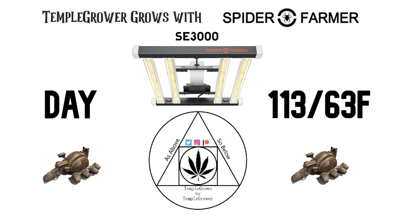 Update #13! TempleGrower grows Skunk #1 with the SpiderFarmer SE3000 - Day 113/63F