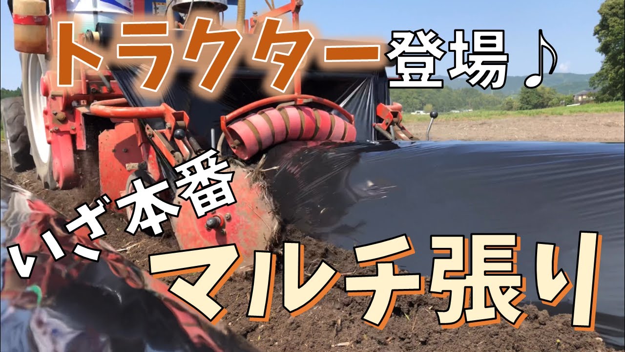 トラクター登場♪いざ本番、マルチ張り