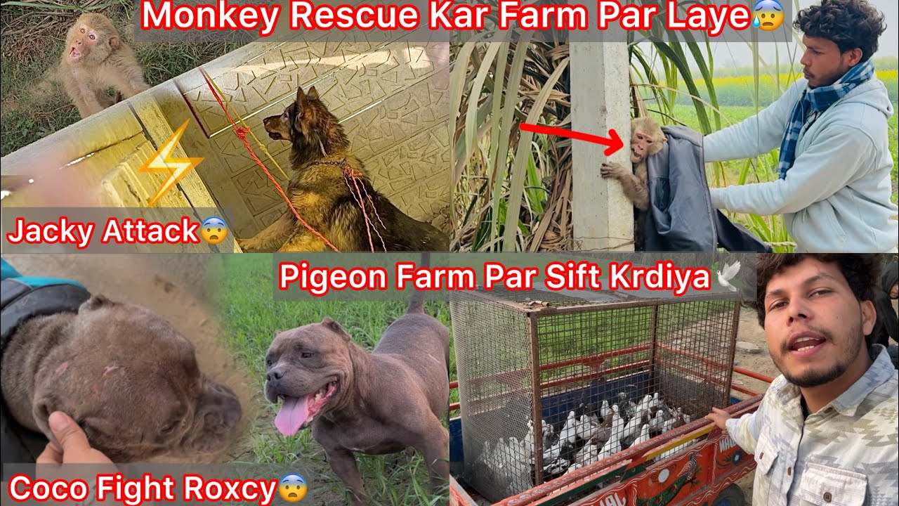 Monkey Rescue Lar Dog Farm Par Le Aaye😨Jacky Attack😨|| Sabhi Pigeons Ko B Farm Par Sift Krdiya🕊️🔥