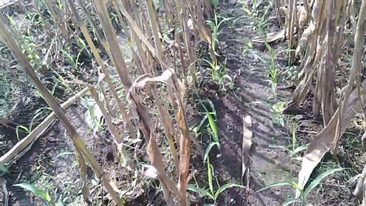 Jagung Tanam Susulan Umur 13 hst