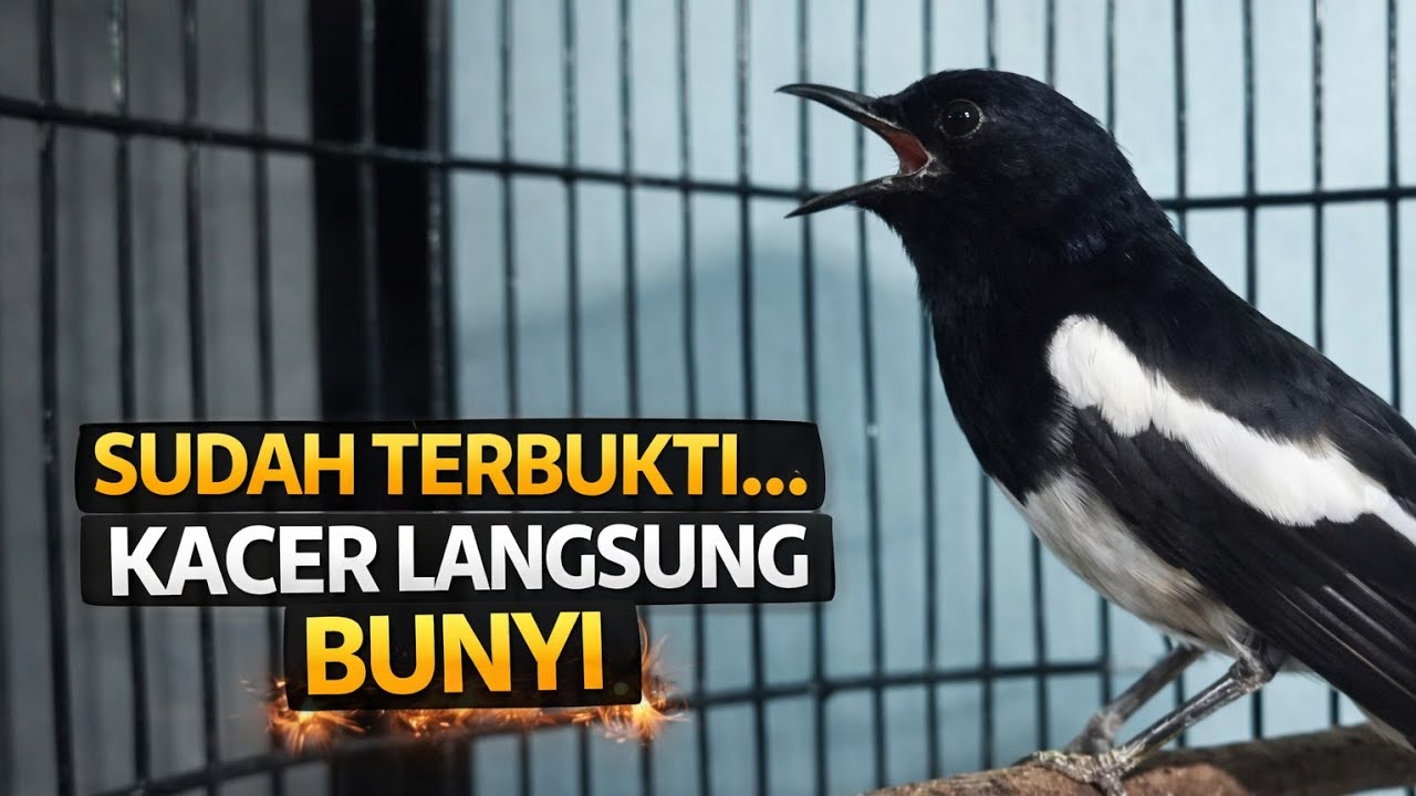 Terapi Kacer malam hari tersukses jamin Kacer lain ikutan bunyi