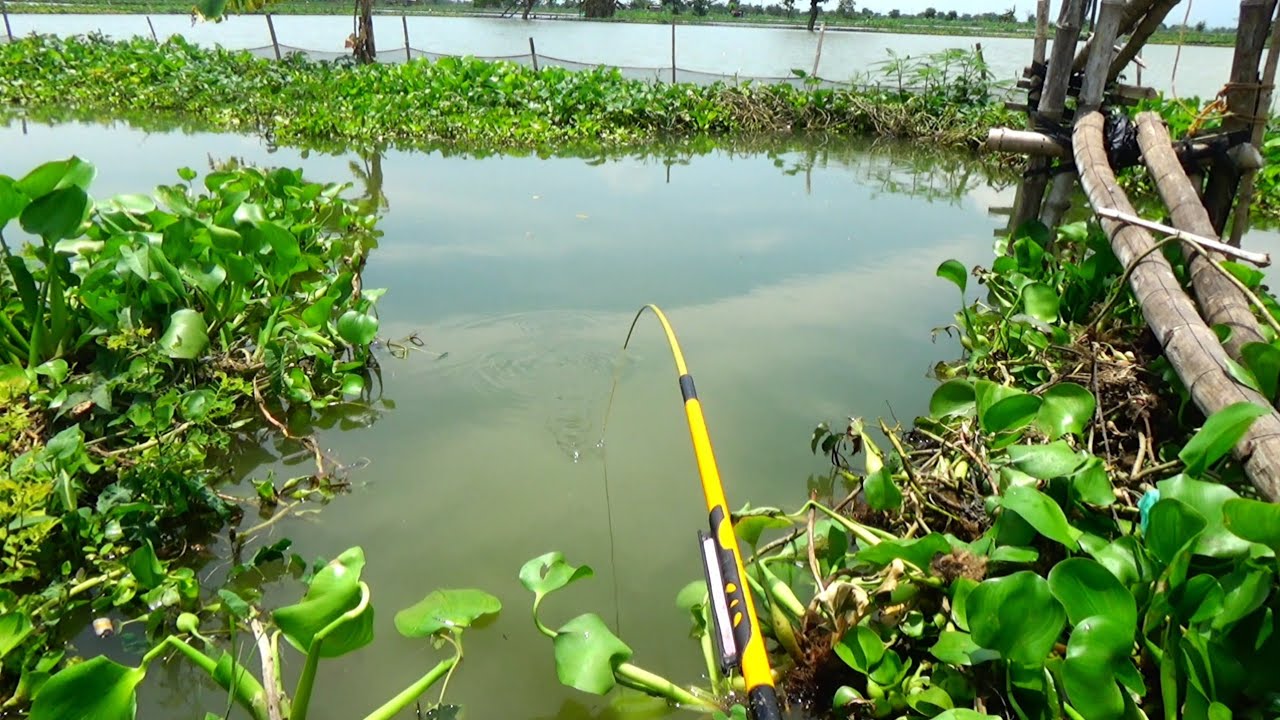 BEGINILAH KALAU MUSIMNYA IKAN MAS MELIMPAH DISUNGAI,, SAYA BARU DATANG SUDAH BANYAK YANG MANCING