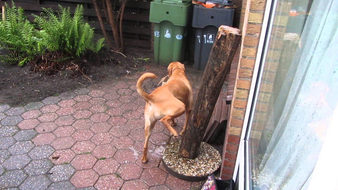 MUST SEE ! Dog Pisses For One Minute ! Blatter-explosion