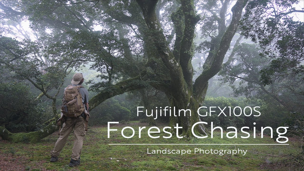 【Fujifilm GFX100S】Forest Chasing ~巨木の森を彷徨う~【風景写真】