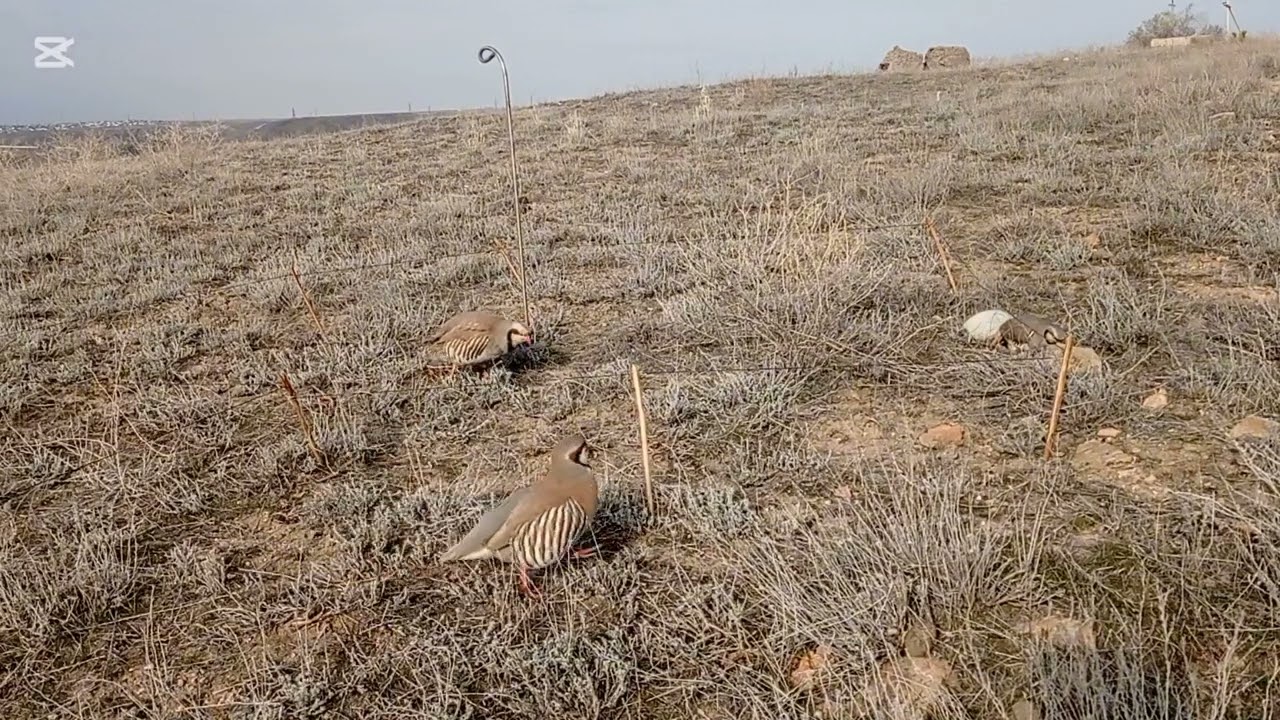 Охота на кеклика. Кабкшикор.