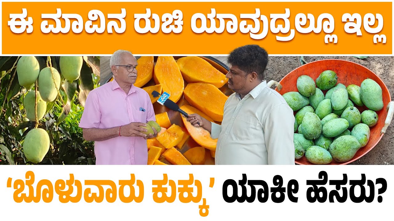 ಈ ಮಾವಿನ ರುಚಿ ಯಾವುದ್ರಲ್ಲೂ ಇಲ್ಲ | ಬೊಳುವಾರು ಕುಕ್ಕು | ಯಾಕೀ ಹೆಸರು | Suresh Balnadu | BOLWAR  KUKKU/ MANGO