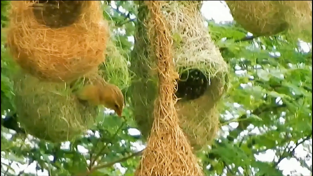 Dadka qaar baa u yaqaan Dhaay qaarna kalena yaryaro ama deyn hilato. Muddo 3 casho ah ayay ku