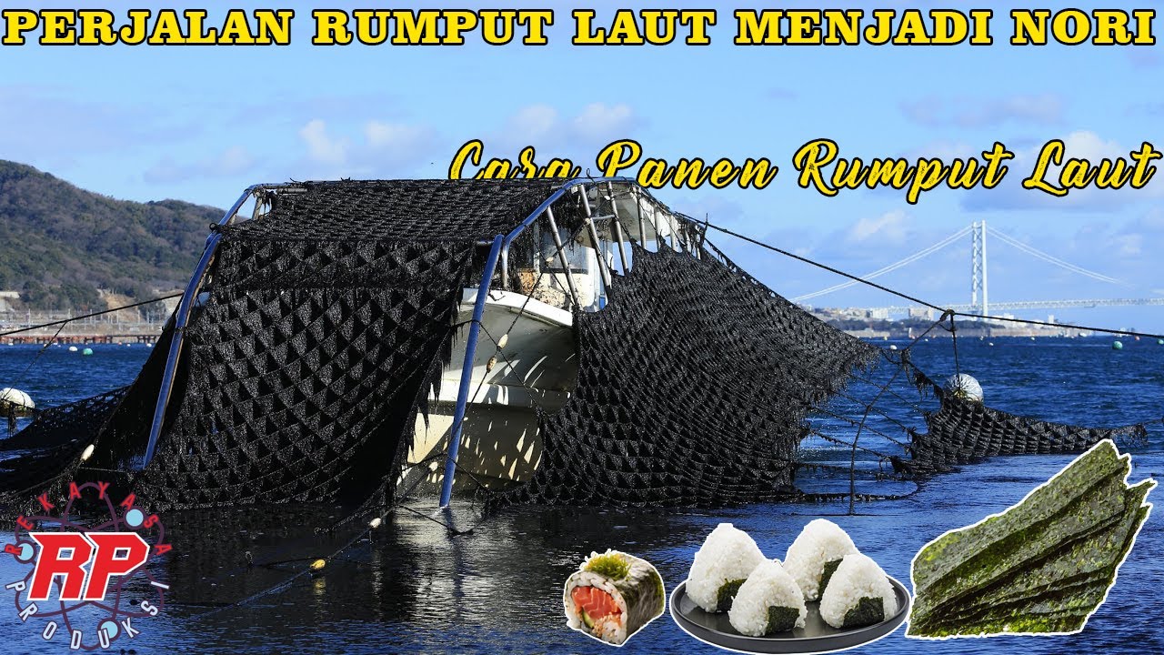 INI DIA PROSES HEBAT MEMBUAT NORI DI PABRIK JEPANG YANG TIDAK BOLEH ANDA LEWATKAN!