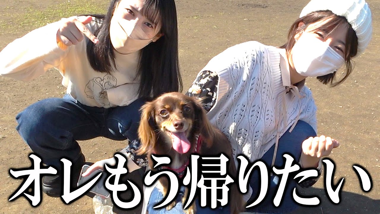 【大ピンチ】大型犬に囲まれたちびっこチワックスの反応が可愛いwwww【ぷんた】
