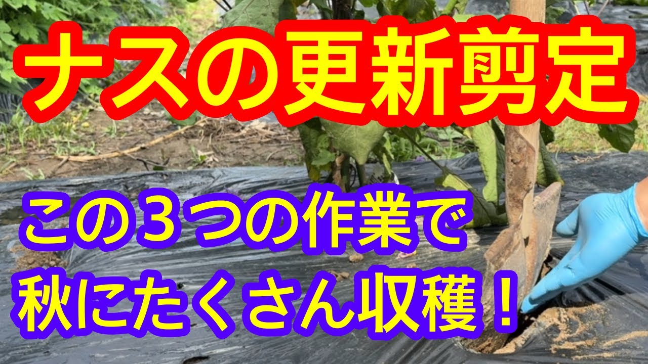 【ナス】真夏にナスを休ませると、10月まで長い間たくさん立派なナスを収穫できます。この３つの作業をするだけで簡単に誰でもできます。ナスの更新剪定の方法を解説します。