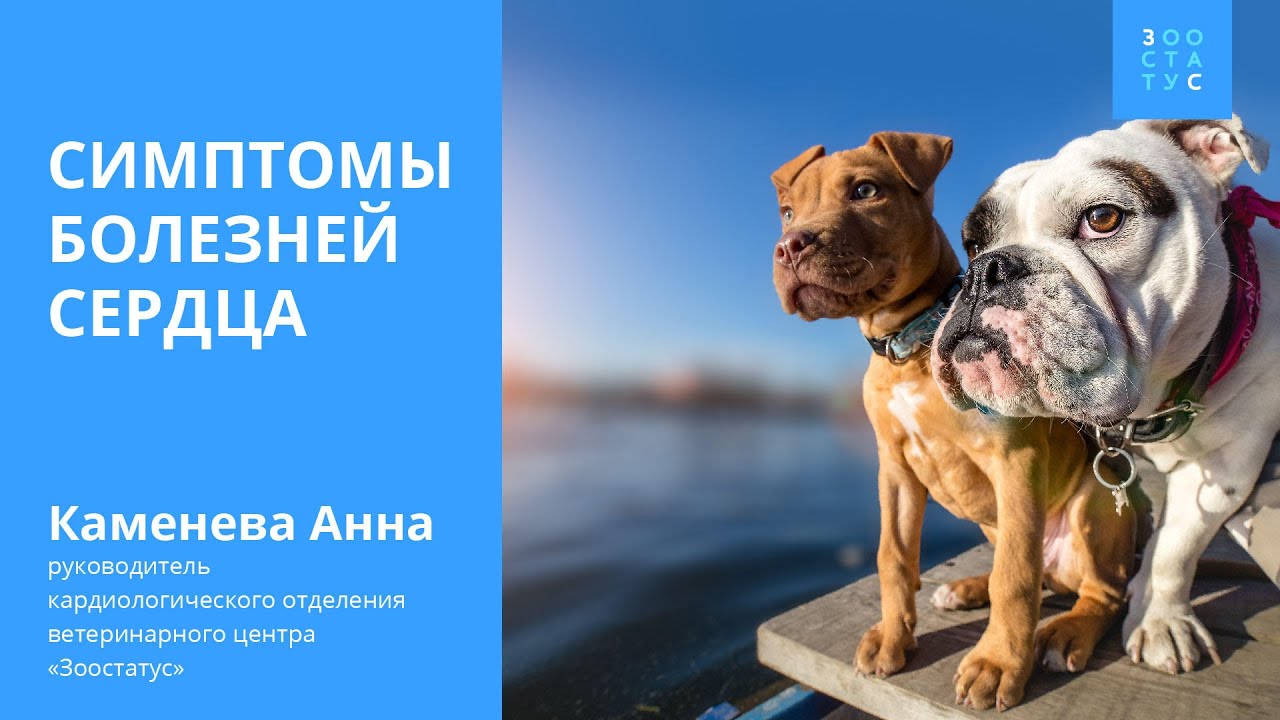 Симптомы болезней сердца у собак