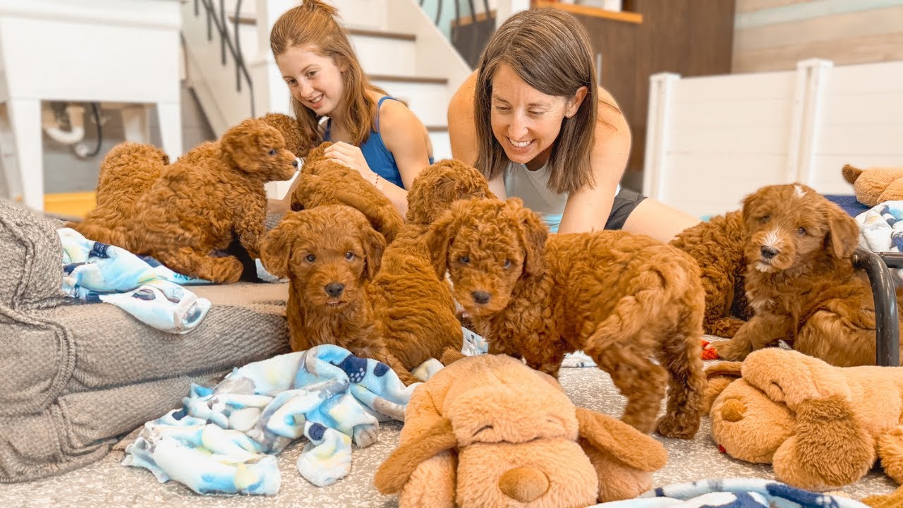Preparing Our 7 Week Old Mini Goldendoodle Puppies Before They Go Home