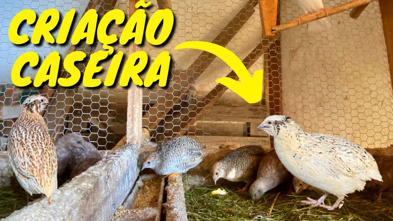 Criação de Codorna Chinesa e Codorna Gigante Várias Cores | Gutejando
