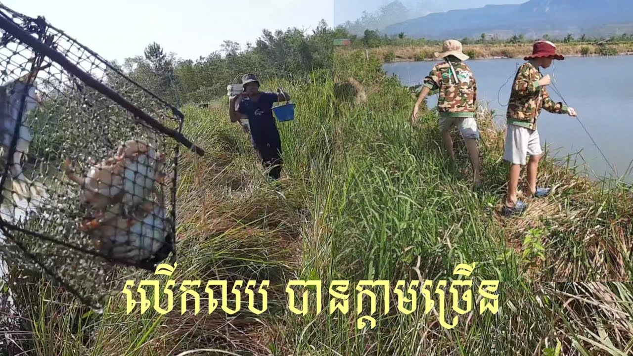 ក្តាមថ្ម 🦀🦀 ចិញ្ចឹមបំប៉ន់បែបធម្មជាតិ បានផលច្រើន