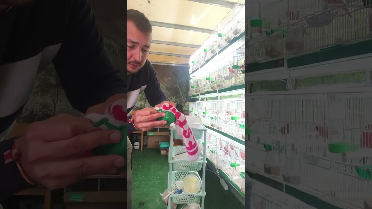 Aviario preparación a la cria