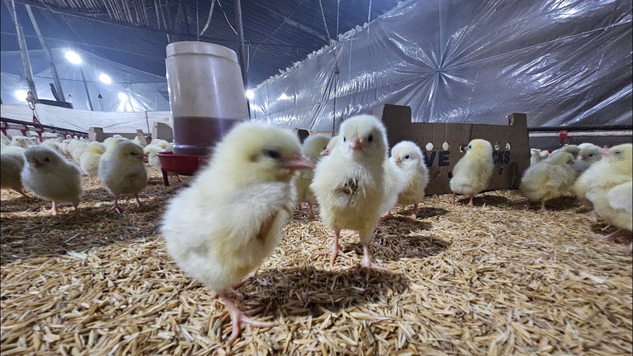 Day 1 of chicks to layer ! @Darshanmanpura 