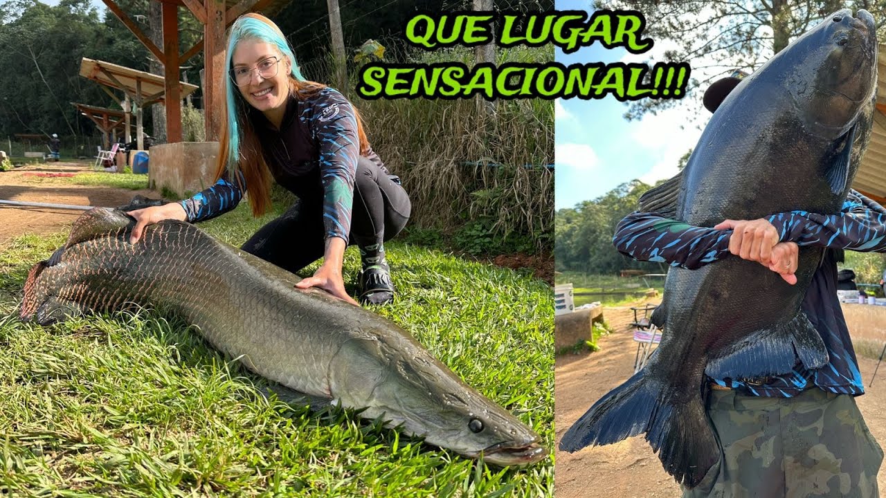 PIRARUCU GIGANTE E MUITOS TAMBAS - Recanto das Lagos em Guarulhos