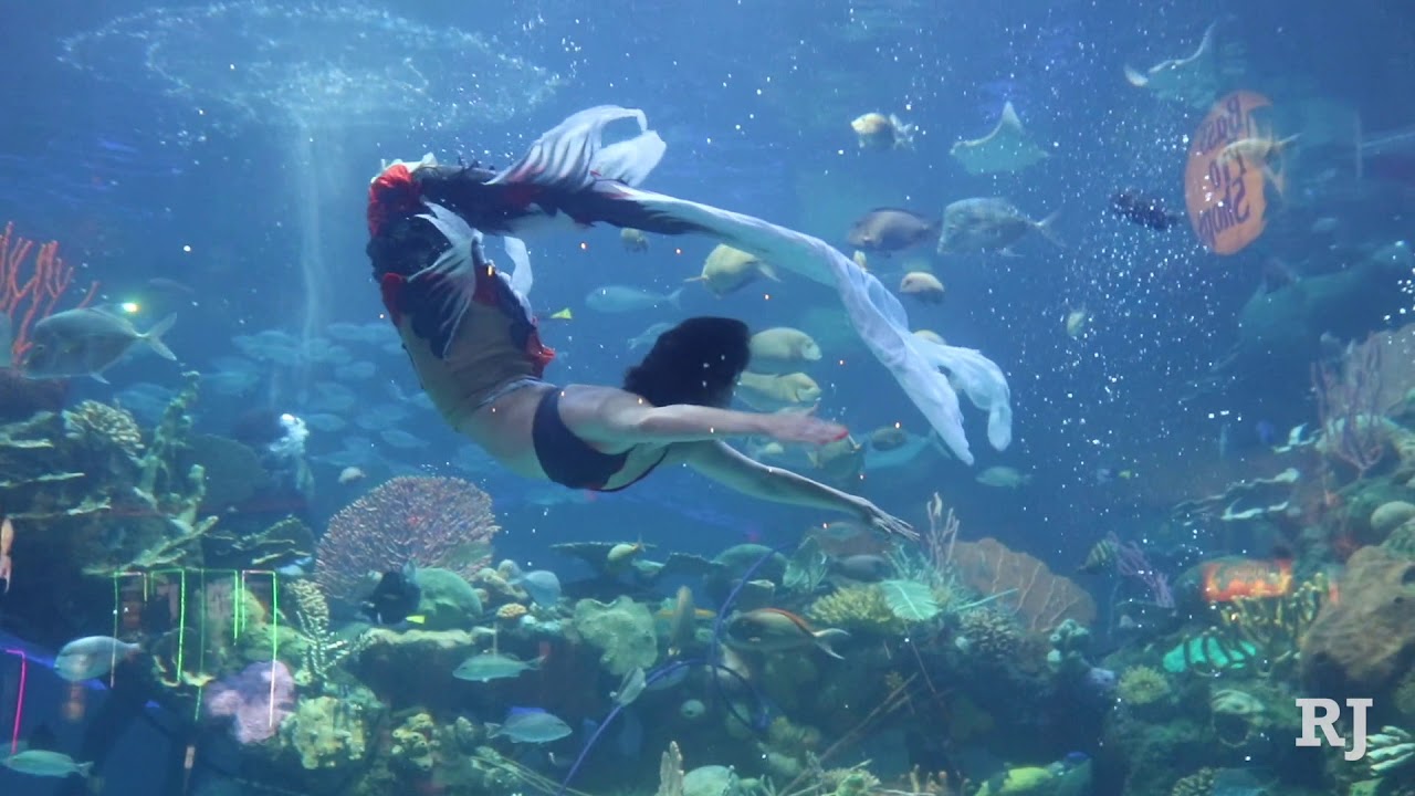 The mermaids of Las Vegas