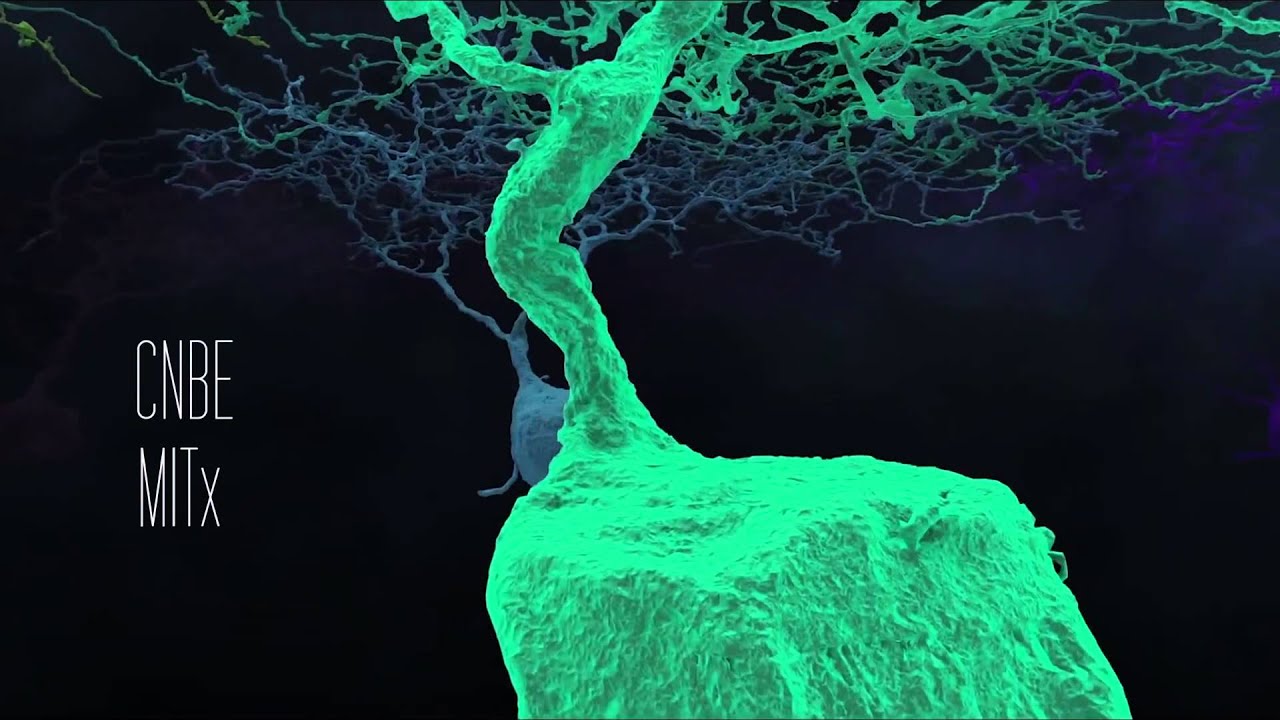 MIT Neurotech: Journey Through The Brain
