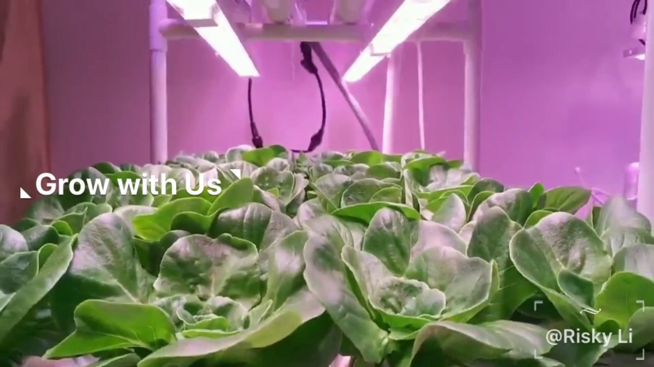 Koray LED Grow Light: Grow with Us