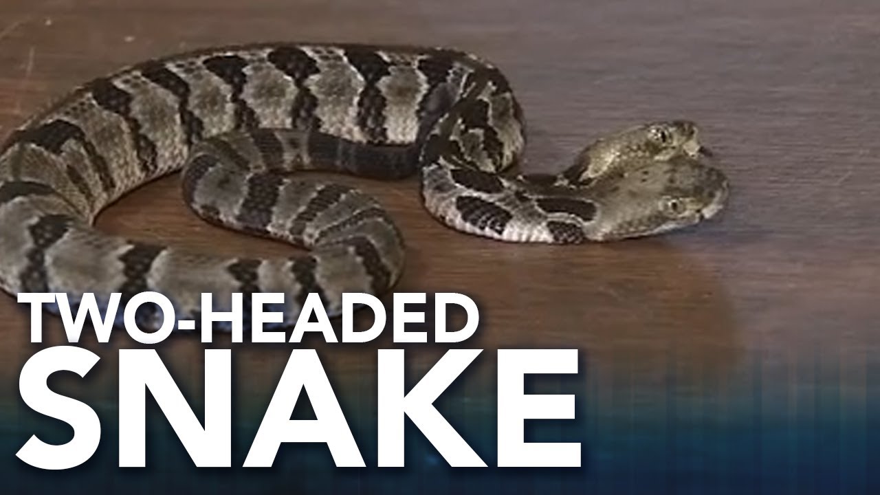 A rare two headed rattlesnake found in New Jersey