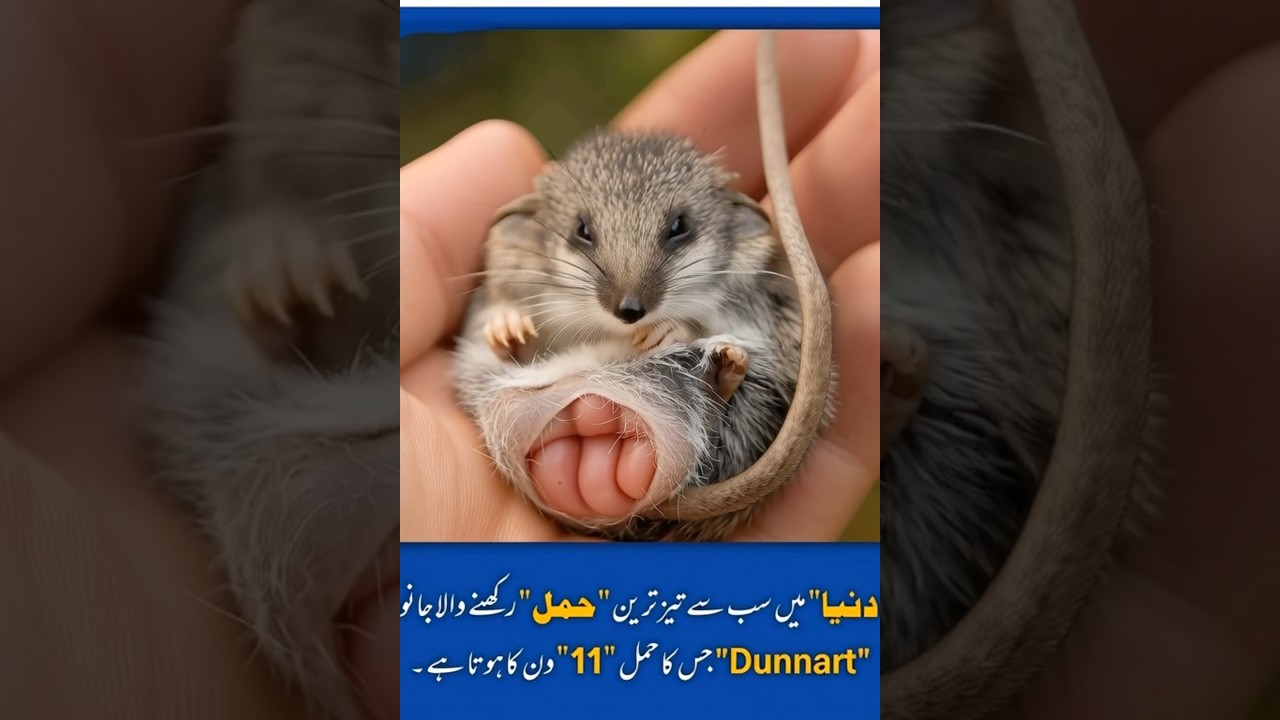 World&rsquo;s Fastest Pregnancy! 🐭 The Dunnart Gives Birth in Just 11 Days! 😱