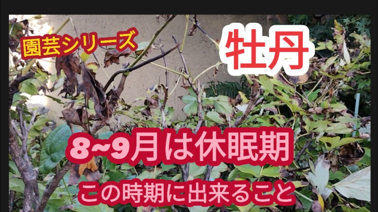 【牡丹の休眠期】この時期に出来ること【園芸シリーズ】