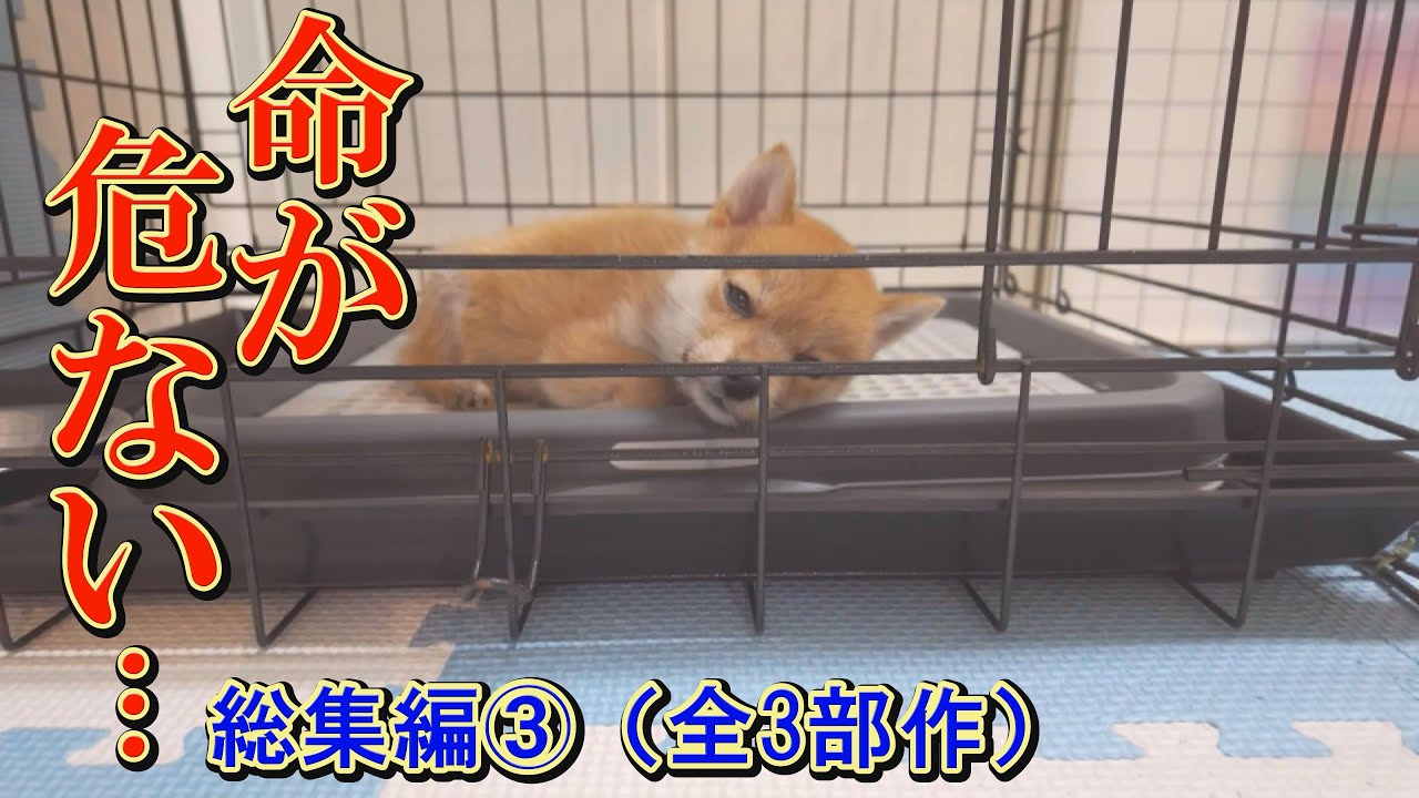 【総集編③】「ボクの命を救って！」命を失いかけた子犬の奮闘記