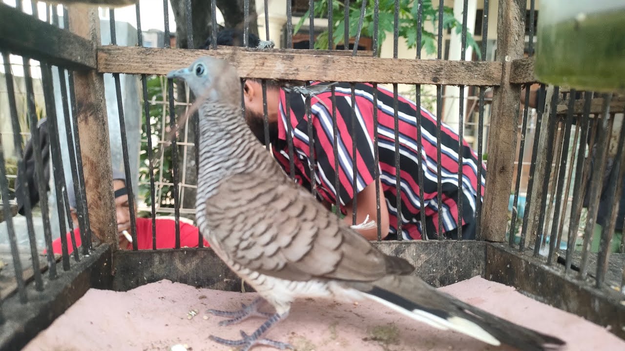 PERKUTUT YANG SEPERTI INI PALING DI CARI SUARA KUNG