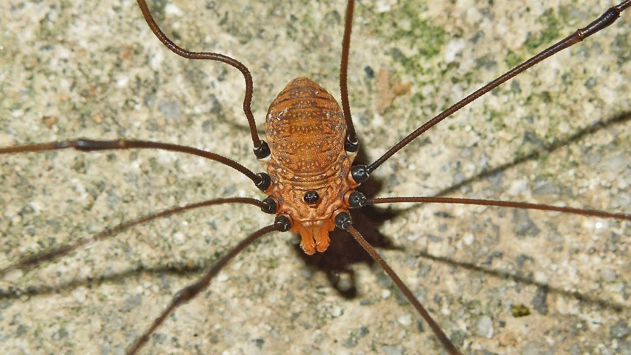 Harvestman (Daddy-long-legs) Video