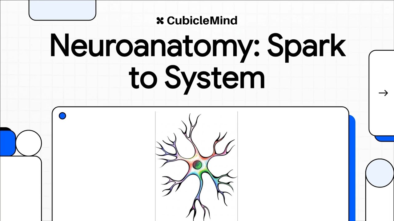 Brain Anatomy: A Guide to the Hindbrain, Midbrain, and Forebrain