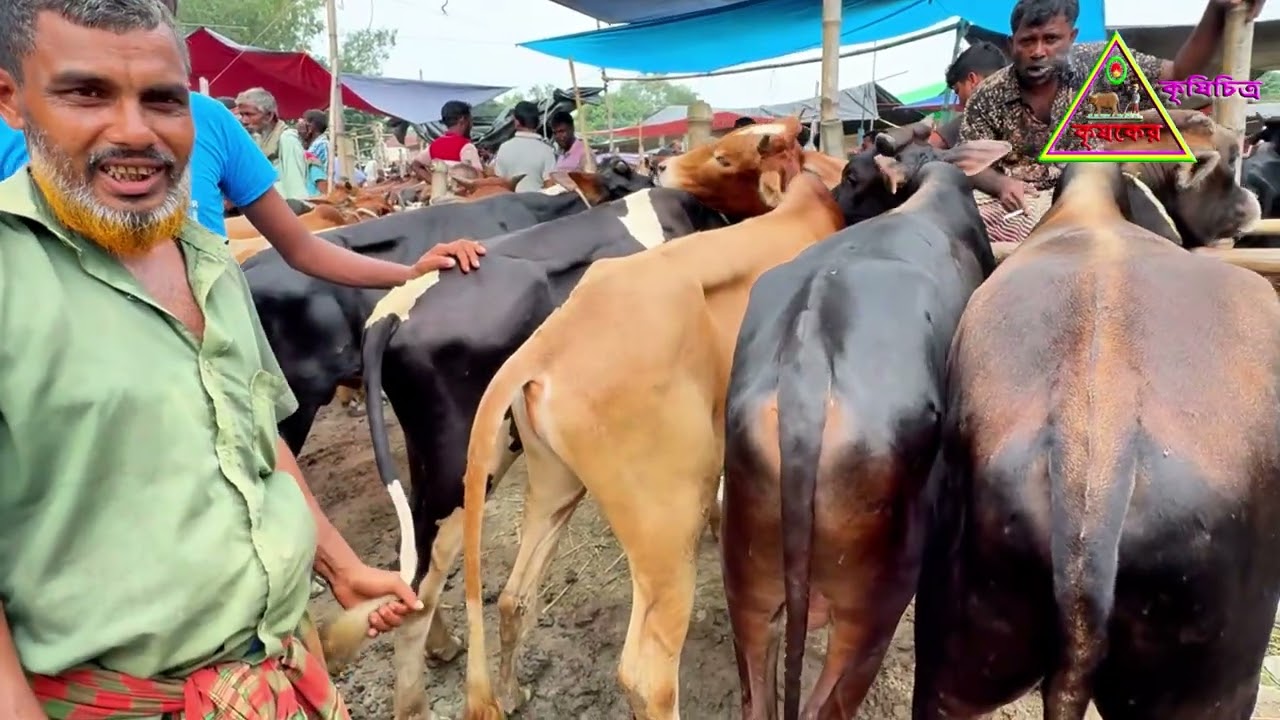  সিরাজগঞ্জের বোয়ালিয়া গরুর হাট থেকে পালন উপযোগী বিভিন্ন জাতের বিভিন্ন সাইজের ষাঁড় গরু দাম জানুন।