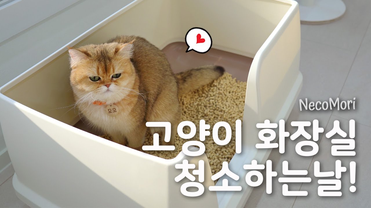 다묘가정의 하루! 고양이들과 함께하는 현실 집사 라이프.Vlog