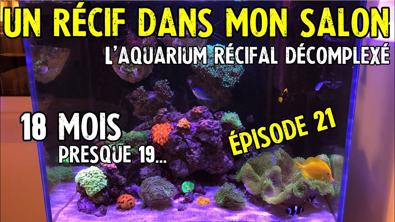 Un récif dans mon salon épisode 21, un aquarium marin de 230L